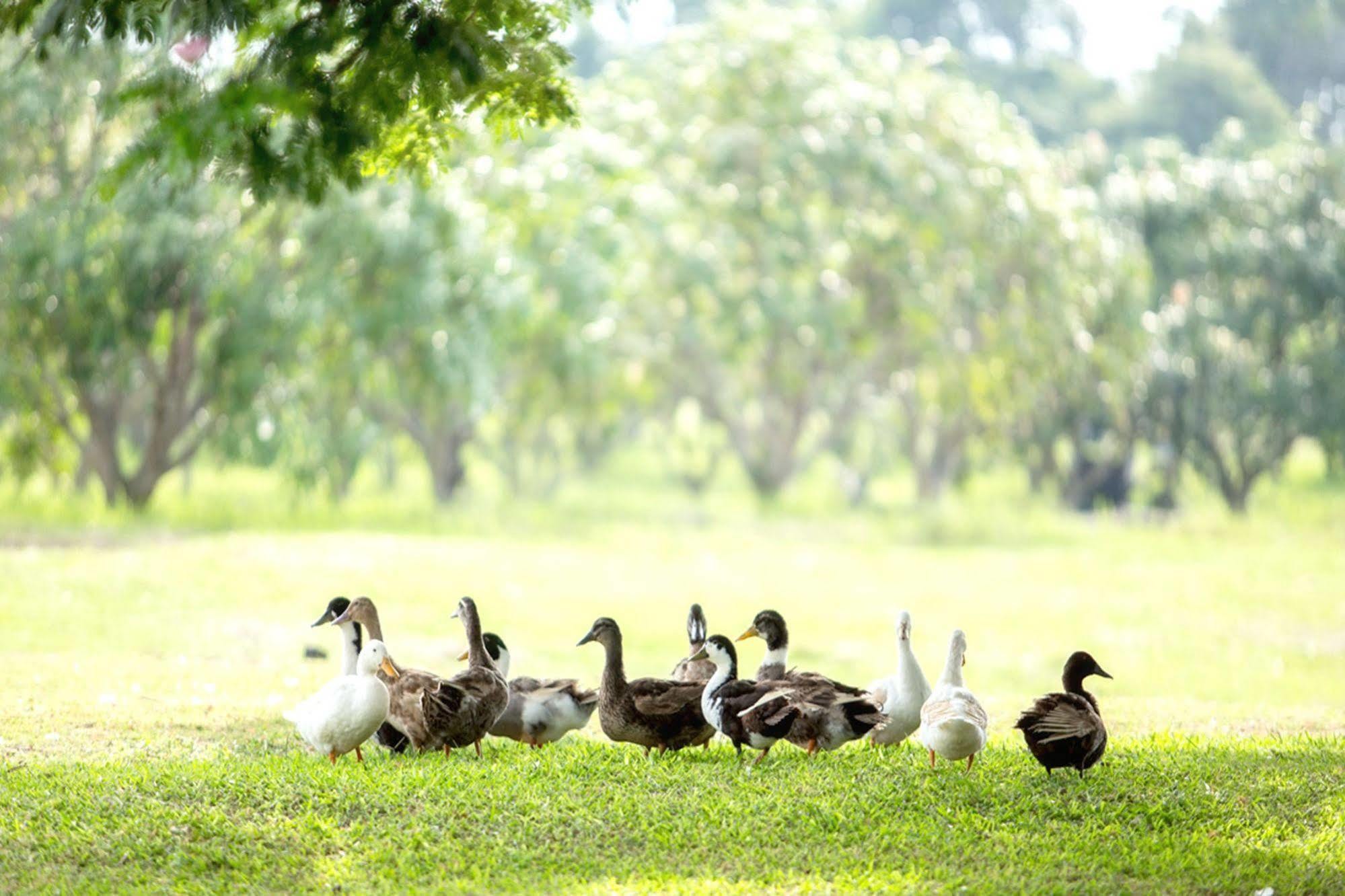 ชาโต เดอ เขาใหญ่ โฮเต็ล แอนด์ รีสอร์ท  ปากช่อง ภายนอก รูปภาพ